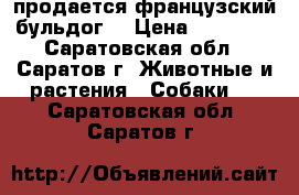 продается французский бульдог  › Цена ­ 10 000 - Саратовская обл., Саратов г. Животные и растения » Собаки   . Саратовская обл.,Саратов г.